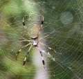 IMG_2256 shaw park spider again